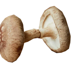 mushroom organic